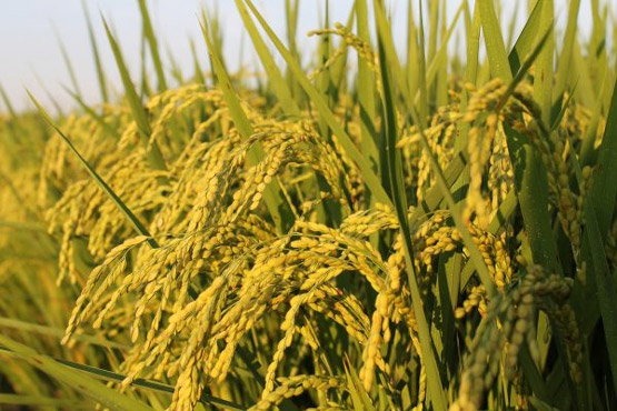 Dàn ý và thuyết minh về cây lúa Việt Nam