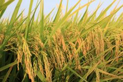 Dàn ý và thuyết minh về cây lúa Việt Nam